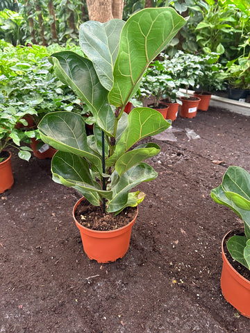 Fiddle Fig